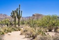 A Cristate or Crested Saguaro Cactus at Sabino Canyon Royalty Free Stock Photo